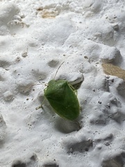 Acrosternum millierei