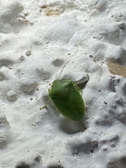 Acrosternum millierei