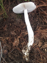 Amanita elliptosperma