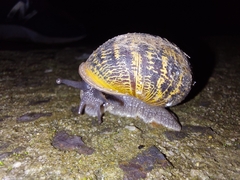 Cornu aspersum