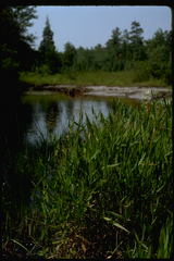 Dichanthelium scabriusculum