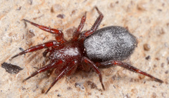 Gnaphosinae