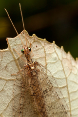 Isostenosmylus