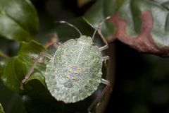 Pentatomidae