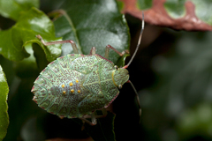 Pentatomidae
