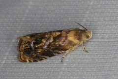 Grapholita prunivora