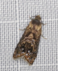 Grapholita prunivora