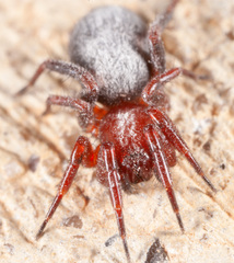 Gnaphosinae