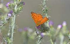 Argynnis elisa