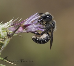 Osmia dimidiata