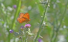 Argynnis elisa