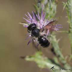 Osmia dimidiata