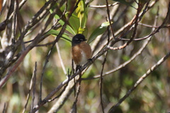 Polystictus superciliaris