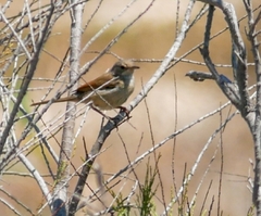 Curruca conspicillata