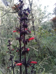 Salvia rubescens