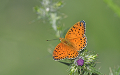 Argynnis elisa