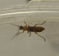 Cantharis nigra