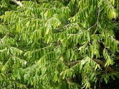 Cananga