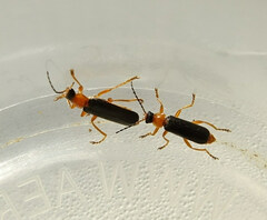 Cantharis nigra