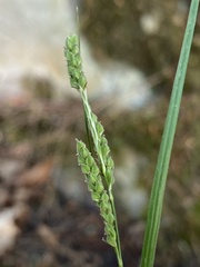 Carex virescens
