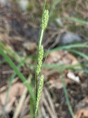 Carex virescens