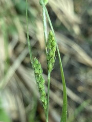 Carex virescens
