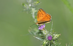 Argynnis elisa
