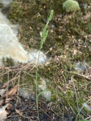 Carex virescens
