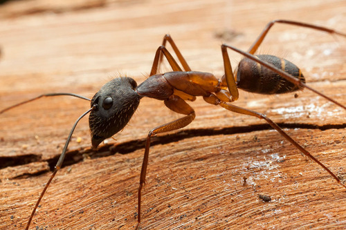 莱氏弓背蚁Camponotus lespesii