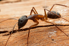 Camponotus lespesii