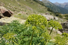 Molopospermum peloponnesiacum