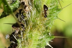 Capitophorus elaeagni