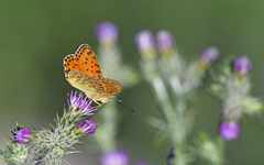 Argynnis elisa