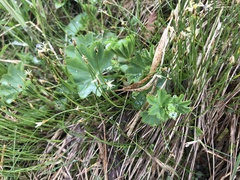 Alchemilla glomerulans