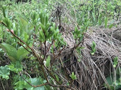 Salix argyrocarpa