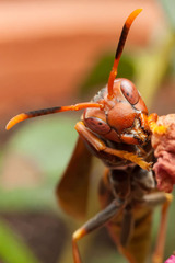 Polistes cavapytiformis