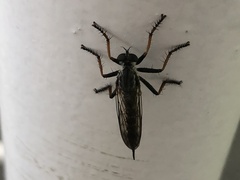 Neomochtherus geniculatus