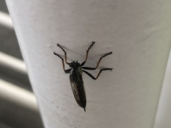 Neomochtherus geniculatus