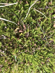 Harrimanella hypnoides