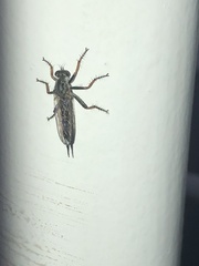 Neomochtherus geniculatus