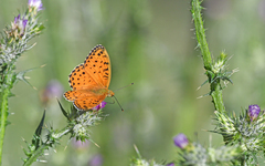 Argynnis elisa
