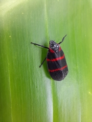 Huaina inca