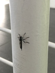 Neomochtherus geniculatus