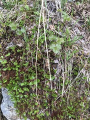 Salix herbacea