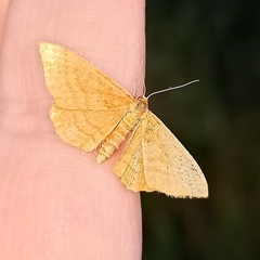 Idaea ochrata