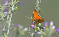 Argynnis elisa