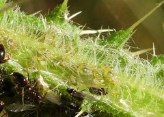 Capitophorus elaeagni