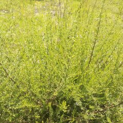 Baccharis pteronioides