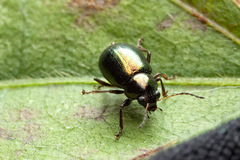 Eumolpinae
