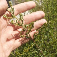 Baccharis pteronioides